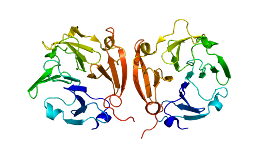 MMP9蛋白