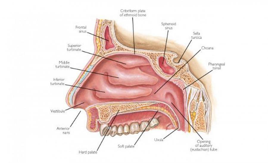 临床背景之鼻腔构造研究