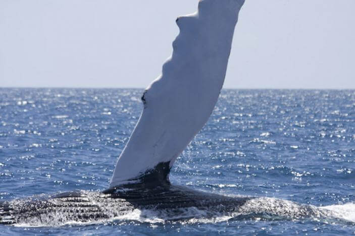 whale