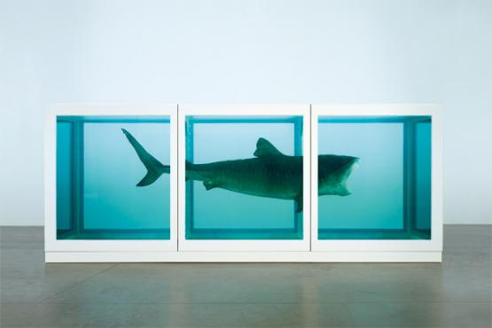 shark
